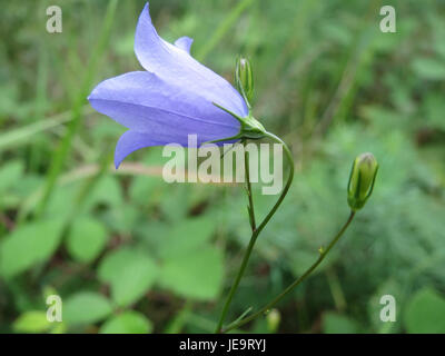 La Campanula rotundifolia, nota anche come harebell, è una pianta perenne che si trova nelle regioni temperate. Conosciuta per i suoi delicati fiori blu, si trova comunemente nei prati, nelle praterie e nelle zone rocciose. Fiorisce in estate e attrae impollinatori come le api. Foto Stock