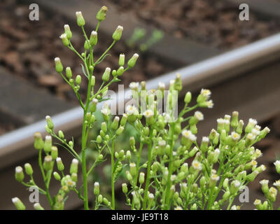 La Conyza canadensis, comunemente nota come alghe equine canadesi, è una pianta erbacea alta che si trova in Nord America. Si vede spesso crescere lungo le strade e le aree disturbate, producendo piccoli fiori bianchi. Foto Stock