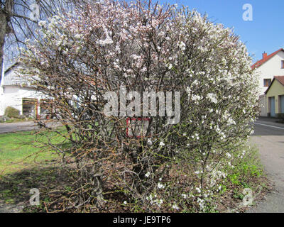 Berlinallee, una strada di Hockenheim, in Germania, è nota per il suo significato storico e per i suoi sviluppi moderni. L'area presenta la pianificazione urbana e l'architettura residenziale, combinando vecchie e nuove strutture. Foto Stock