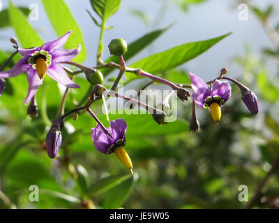 Il Solanum dulcamara, comunemente noto come nightshade, è una pianta arrampicata che produce piccoli fiori viola e bacche rosse. Si trova spesso in zone umide e ombreggiate in tutta Europa e Nord America. Foto Stock