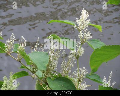 La Fallopia japonica, o knotweed giapponese, è una specie vegetale invasiva che si diffonde rapidamente e può danneggiare le infrastrutture. Conosciuta per le sue grandi foglie a forma di cuore e i piccoli fiori bianchi, pone sfide ambientali significative. Foto Stock