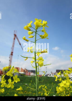 Una fotografia di Raps, o fiori di colza, a Hockenheim, Germania. I fiori di colore giallo brillante sono comunemente visti nei campi e sono utilizzati per la produzione di olio. Foto Stock