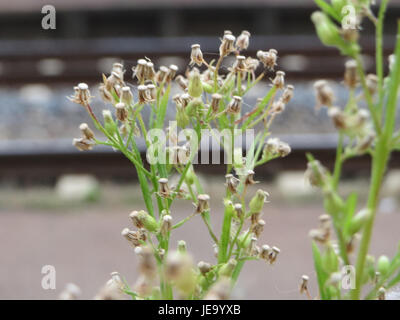 Questa immagine mostra Conyza canadensis, comunemente nota come fleabana canadese. Si tratta di un'erbaccia comune in Nord America, riconosciuta per i suoi piccoli fiori bianchi e la capacità di crescere in terreni disturbati. Foto Stock