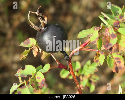 Un'immagine di Rosa spinosissima, nota anche come Burnet Rose, scattata il 19 settembre 2014. Questa specie è conosciuta per i suoi steli spinosi e i piccoli fiori bianchi. Foto Stock
