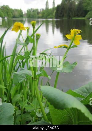 Il Sumpfdotterblume, noto anche come calendula palustre (Caltha palustris), è un fiore giallo brillante che si trova nelle zone umide. La specie prospera negli habitat umidi ed è originaria dell'Europa e di parti dell'Asia, spesso vista in primavera. Foto Stock