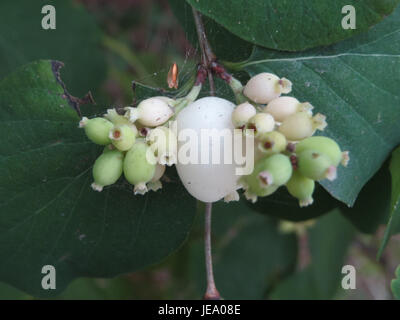 Symphoricarpos albus, comunemente noto come snowberry, è un arbusto deciduo originario del Nord America. Produce bacche bianche e si trova spesso negli habitat boschivi. Foto Stock