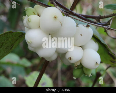 Symphoricarpos albus, comunemente noto come snowberry, è una specie di arbusto originaria del Nord America. Si caratterizza per le sue bacche bianche e si trova spesso in boschi e aree boschive. Foto Stock