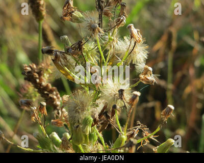 Una fotografia di Conyza canadensis, comunemente nota come alghe canadesi, scattata il 23 settembre 2014. Questa specie vegetale è nota per i suoi gambi alti e sottili e per la sua tendenza a crescere in terreni disturbati. Foto Stock