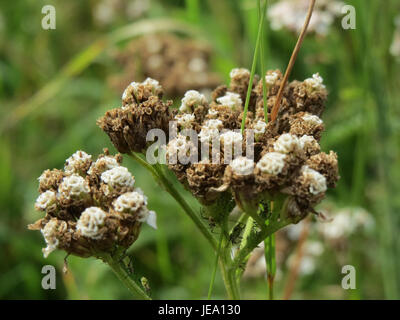 Achillea millefolium, comunemente nota come yarrow, è una pianta fiorita nota per le sue proprietà medicinali. È usato nella medicina tradizionale per i suoi effetti antinfiammatori e curativi, nonché per il trattamento di ferite e problemi digestivi. Foto Stock