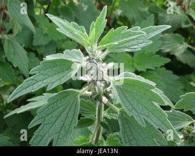 Una fotografia scattata il 28 settembre 2014, che mostra Leonurus cardiaca, comunemente noto come motherwort, che mette in evidenza le sue caratteristiche vegetali medicinali in un ambiente naturale. Foto Stock