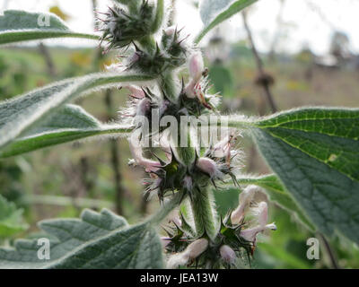 L'immagine mostra Leonurus cardiaca, comunemente noto come erba madre, un'erba perenne usata nella medicina tradizionale, osservata il 28 settembre 2014. Foto Stock