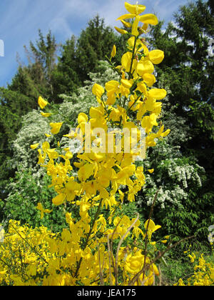 L'immagine del 27 maggio 2013 raffigura un campo di Ginster (Gorse) a Bruchmühlbach-Miesau, che mostra i fiori gialli brillanti della pianta in piena fioritura. Il Gorse è comune nella regione ed è noto per i suoi colori vivaci e la sua crescita robusta. Foto Stock