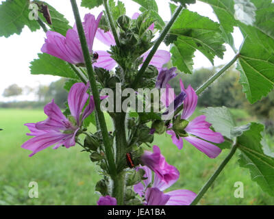 La malva sylvestris, comunemente nota come malva comune, è una pianta fiorita che cresce nelle regioni temperate. È noto per i suoi fiori viola e le proprietà medicinali. Foto Stock