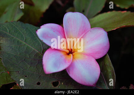 Rosa fiori hawaiano Foto Stock