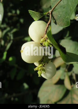 Symphoricarpos albus, comunemente noto come la comune nevicata, è un arbusto deciduo che si trova nelle regioni temperate, noto per le sue bacche bianche. Foto Stock