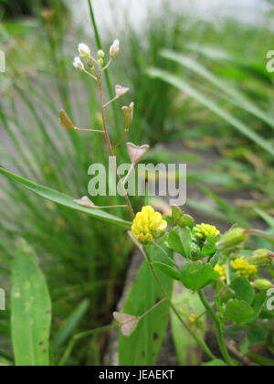 Hirtentaeschel Hopfenklee è una specie vegetale che si trova ad Altlussheim, caratterizzata dalle sue foglie verdi e da piccoli fiori viola. È spesso visto nei prati di fiori selvatici. Foto Stock