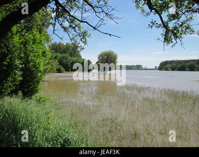 L'immagine raffigura l'inondazione del fiume Reno nei pressi di Altlussheim, in Germania, nel giugno 2013, mostrando gli effetti dell'alto livello delle acque sul paesaggio circostante. Foto Stock