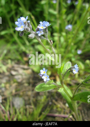Una fotografia del 3 giugno 2013, raffigurante un campo di "dimentica" (Vergissmeinnicht) vicino a Hockenheim, in Germania. L'immagine mostra i vivaci fiori blu in piena fioritura. Foto Stock