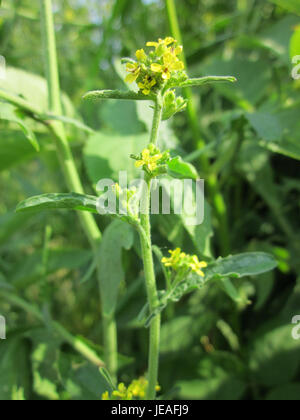 Questa fotografia, scattata l'8 giugno 2013, raffigura un esemplare di Brassica nigra, nota anche come senape nera. L'immagine mostra i semi scuri della pianta, che vengono spesso utilizzati in cucina e per scopi medicinali. Foto Stock