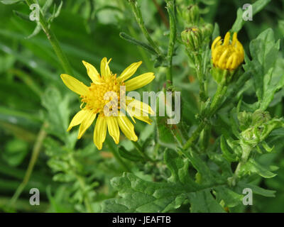 Questa immagine raffigura la Jacobaea vulgaris, comunemente nota come ragwort comune, una pianta in fiore originaria dell'Europa. Si trova spesso nei campi e nei prati e può essere tossico per il bestiame se ingerito. La pianta è riconosciuta per i suoi fiori gialli e le foglie a forma di lancia. Foto Stock