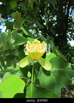 Il Tulpenbaum (Liriodendron tulipifera), noto anche come l'albero dei tulipani, è una specie di albero originaria del Nord America, caratterizzata dai suoi grandi fiori a forma di tulipano e dalle foglie distintive. L'albero è presente a Saarbrücken, Germania. Foto Stock