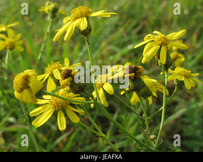 La Jacobaea vulgaris, comunemente nota come ragwort comune, è una pianta in fiore della famiglia delle Asteraceae. È noto per i suoi fiori gialli brillanti e le proprietà tossiche. Presente nei campi e nelle strade, è considerata una specie invasiva in molte regioni. Foto Stock