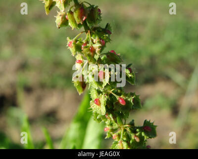 Il Rumex obtusifolius, comunemente noto come bacino a foglia larga, è una specie di piante erbacee spesso presente in terreni disturbati. Questa fotografia del 14 ottobre 2014 mostra le sue caratteristiche foglie larghe e gli alti gambi fioriti. Foto Stock