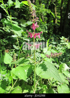 Una fotografia scattata il 17 giugno 2013, che mostra il Wald-Ziest (erba boschiva) nello Schwetzinger Hardt, un'area boschiva in Germania nota per la sua variegata flora e la ricca biodiversità. Foto Stock