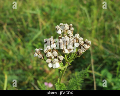 L'Achillea millefolium, comunemente noto come yarrow, è una pianta perenne originaria dell'Europa e dell'Asia. Produce ammassi di piccoli fiori bianchi o rosa ed è apprezzato per le sue proprietà medicinali e l'uso nei rimedi tradizionali per vari disturbi. Foto Stock