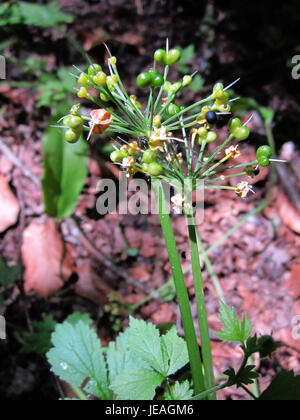 Una fotografia scattata il 19 giugno 2013, che mostra rampe (Allium ursinum), noto anche come aglio selvatico, a Schwetzinger Hardt, Germania. L'immagine mostra le ampie foglie verdi della pianta e i grappoli di fiori bianchi, comuni nelle aree boschive durante la primavera. Foto Stock