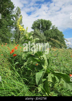 Una fotografia scattata il 21 giugno 2013, raffigurante il Koenigskerze, una specie di piante di Hockenheim, Germania, nota per i suoi alti fiori gialli. Foto Stock