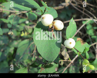 Il Symphoricarpos albus, comunemente noto come bosco di neve, è un arbusto con caratteristici bacche bianche. Questa immagine mostra le bacche e il fogliame della pianta alla fine di ottobre. Foto Stock