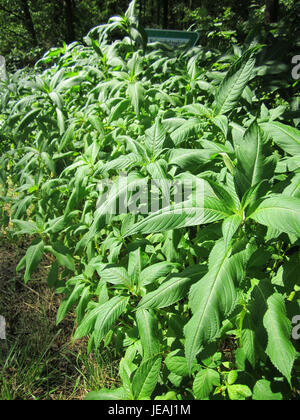 Lo Springkraut, noto anche come balsamo dell'Himalaya (Impatiens glandulifera), è una specie di pianta invasiva originaria dell'Himalaya. È riconosciuto dai suoi steli alti, dai fiori rosa a viola, e dalla sua rapida diffusione in ambienti umidi, spesso causando danni agli ecosistemi locali. Foto Stock