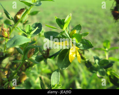 L'Hypericum perforatum, comunemente noto come erba di San Giovanni, è una pianta in fiore nota per i suoi fiori gialli e le proprietà medicinali. È spesso usato in medicina a base di erbe per i suoi potenziali effetti stimolanti l'umore e si trova nelle regioni temperate dell'Europa, del Nord America e dell'Asia. La pianta prospera in aree asciutte e soleggiate ed è ampiamente utilizzata per i suoi benefici per la salute. Foto Stock