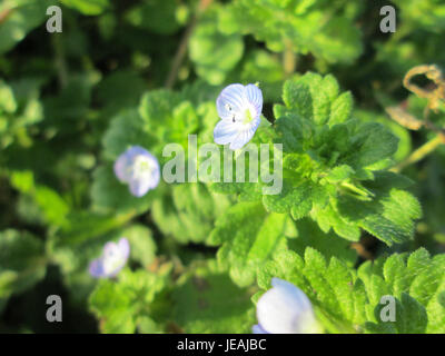 Una fotografia ravvicinata di Veronica persica, comunemente nota come Persiano speedwell, che mette in evidenza i suoi piccoli fiori blu e le foglie tipiche di questa diffusa pianta di copertura del terreno. Foto Stock