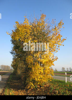 Questa immagine mostra *Acer platanoides*, comunemente noto come acero di Norvegia, un grande albero deciduo originario dell'Europa. L'albero è identificato dalle sue ampie foglie ed è comunemente utilizzato per scopi ornamentali nell'architettura paesaggistica urbana. Foto Stock