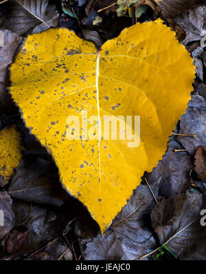 Foglia autunm / hojas de otoño Foto Stock