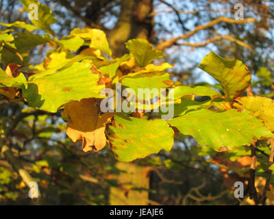 Una fotografia o un'illustrazione di Fagus sylvatica, comunemente noto come faggio europeo. Questo albero deciduo si trova in tutta Europa, notevole per la sua corteccia liscia, il fitto fogliame e il vibrante colore autunnale. Foto Stock
