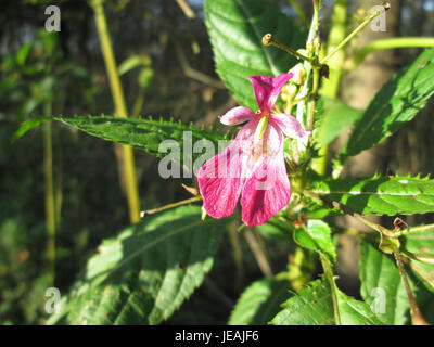 Impatiens glandulifera, o balsamo himalayano, osservato il 2 novembre 2014, è una specie invasiva che prospera in terreni umidi e disturbati. Conosciuta per i suoi fiori rosa e la rapida crescita, spesso supera le piante autoctone. Foto Stock