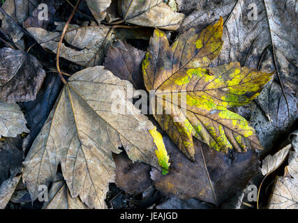 Foglia Autunm / hojas de otoño Foto Stock