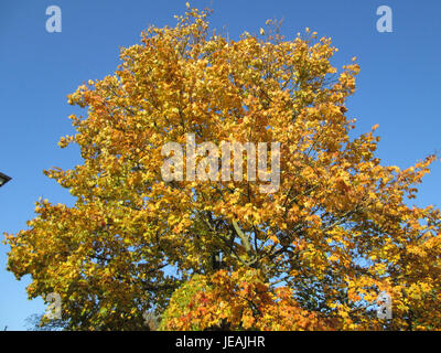Acer platanoides, comunemente noto come acero di Norvegia, è una specie di albero d'acero originario dell'Europa e dell'Asia. È caratterizzato da ampie foglie ed è comunemente utilizzato nel paesaggio urbano. Foto Stock