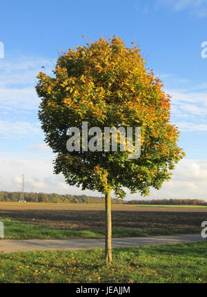 Acer platanoides, comunemente noto come acero di Norvegia, è un albero deciduo originario dell'Europa e dell'Asia. È ampiamente utilizzato per il suo attraente fogliame e la resilienza in ambienti urbani, spesso piantato in parchi e paesaggi urbani. Foto Stock