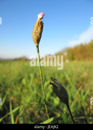 L'immagine del 6 novembre 2014 mostra la specie vegetale Petrorhagia prolifera, una pianta in fiore della famiglia dei garofani, tipica delle aree rocciose. È caratterizzata da piccoli fiori rossastri e dalla capacità di prosperare in ambienti difficili. Foto Stock