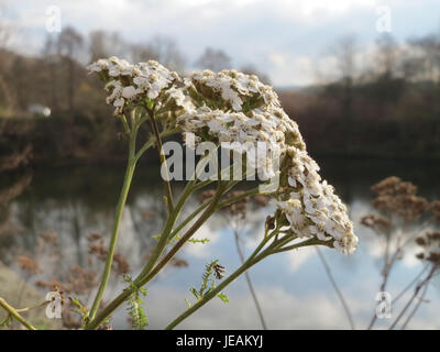 Achillea millefolium, comunemente noto come yarrow, un'erba perenne nota per le sue proprietà medicinali e l'uso nella medicina tradizionale. Foto Stock
