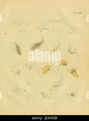 "Animalcula infusoria fluvia tilia et marina" è un'illustrazione scientifica che raffigura microrganismi acquatici di acqua dolce, tigli e ambienti marini. L'illustrazione fa parte di uno studio sulla vita microscopica in diverse fonti d'acqua. Foto Stock