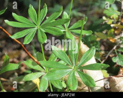 Il Galium odoratum, noto anche come bosco dolce, è una pianta perenne originaria dell'Europa e dell'Asia. È conosciuta per i suoi fiori profumati, spesso usati nei rimedi tradizionali e come decorazione nelle composizioni floreali. Foto Stock