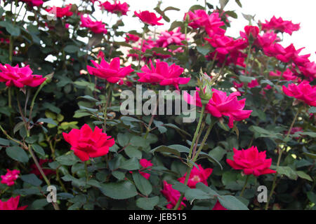 Rosaio con fiori multipli Foto Stock