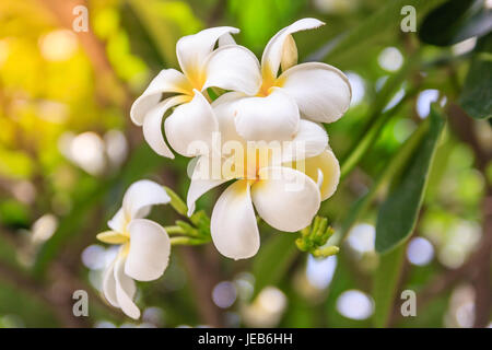 Plumeria fiori su sfondo bokeh, bellissimi fiori nel giardino ,fiore bianco asiatica, Hawaii, fiore di frangipani, leelawadee Foto Stock