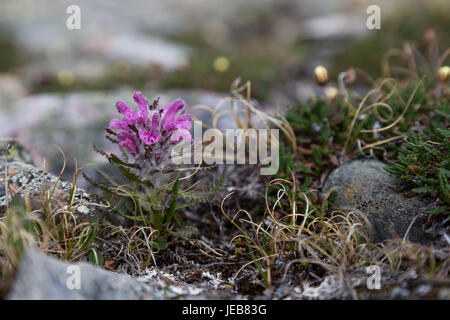 Un piccolo fiore viola coperti di peli fini cresce tra rocce appuntite sulle Svalbard Foto Stock