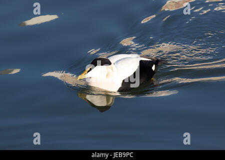 Eider anatre sulla costa di Northumberland Foto Stock